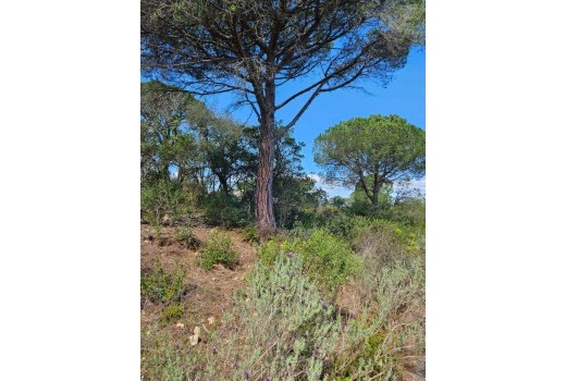 Venta - Terreno rural -
Patja de Aro - Sant Feliu de Guixols - Sant Antoni de Calonge - Costa