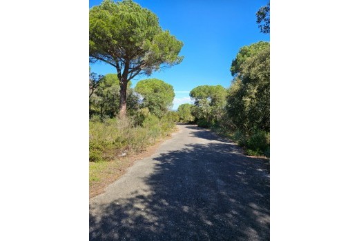 Venta - Terreno rural -
Patja de Aro - Sant Feliu de Guixols - Sant Antoni de Calonge - Costa